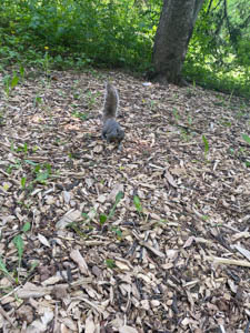 squirrel